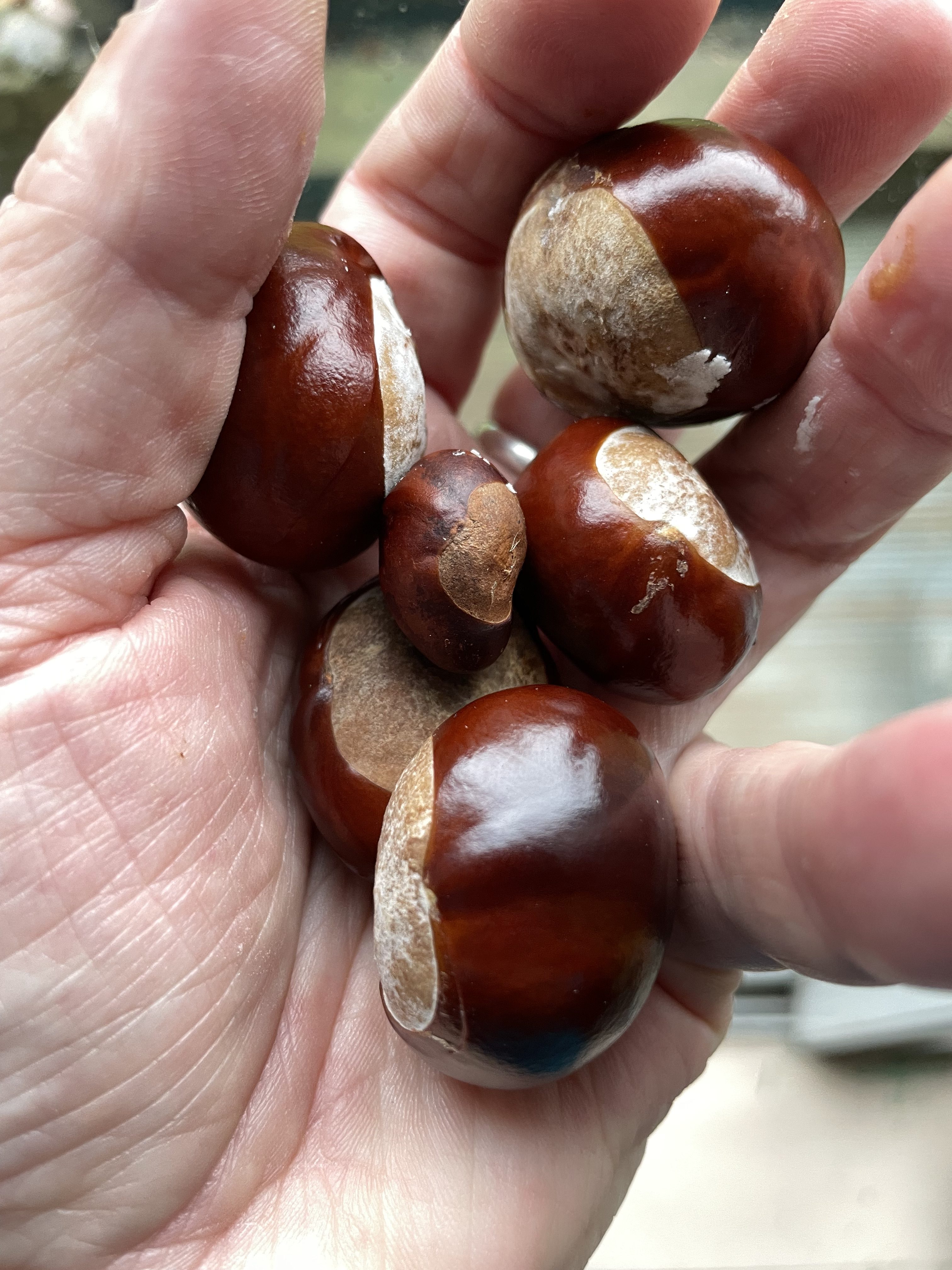 October Chestnut Tuesday 18th October 2022 Chestnut Tree – The Glen River Diaries